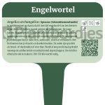 Engelwortel
