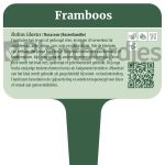 Framboos