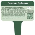 Esdoorn (Gewone)