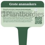 Grote Ananaskers