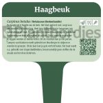 Haagbeuk