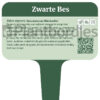 Zwarte bes