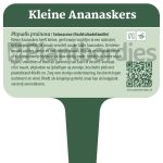 Plantbordjes-Voedselbos-MS_Kleine-Ananaskers