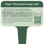 Plantbordjes-Voedselbos-MS_Peper-Westlandse-lange-rode