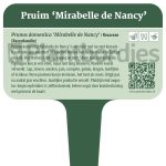 Plantbordjes-Voedselbos-MS_Pruim-Mirabelle-de-Nancy