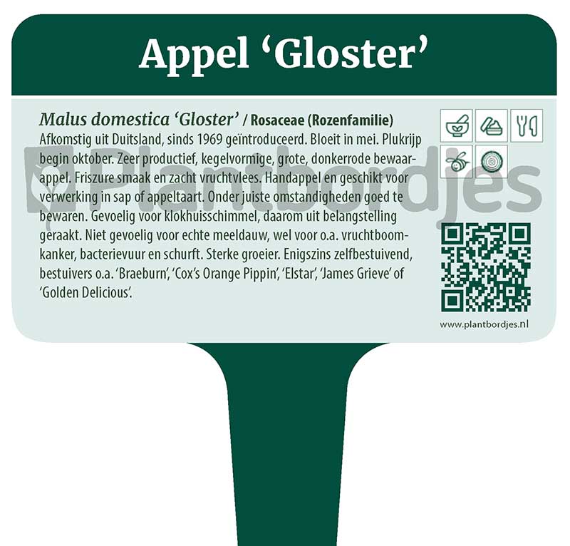 Appel_Gloster_pf1 Appel 'Gloster'