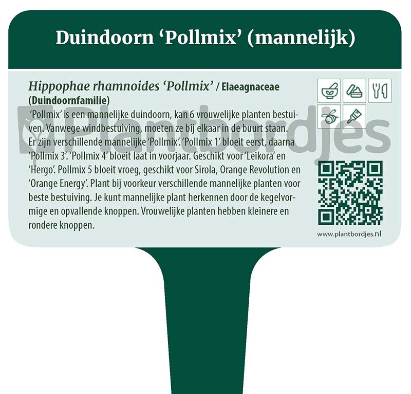 Duindoorn 'Pollmix'