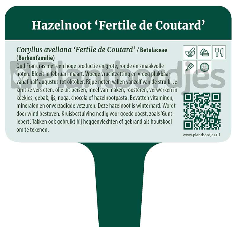 Hazelnoot_FertileDeCoutard_pf1 Hazelnoot 'Fertile de Coutard'