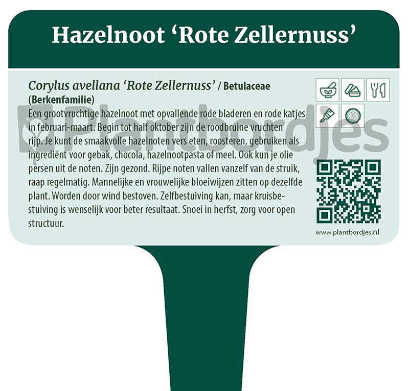 Hazelnoot_RoteZellernuss_pf1 Hazelnoot 'Rote Zellernuss'