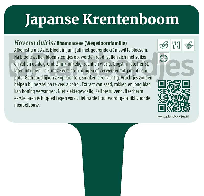 JapanseKrentenboom.pf1 Japanse krentenboom