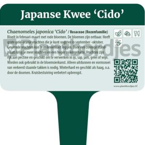 Japanse Kwee 'Cido'