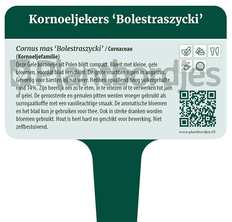 KornoeljeKers_Bolestraszycki.pf1 Kornoeljekers 'Bolestraszycki'