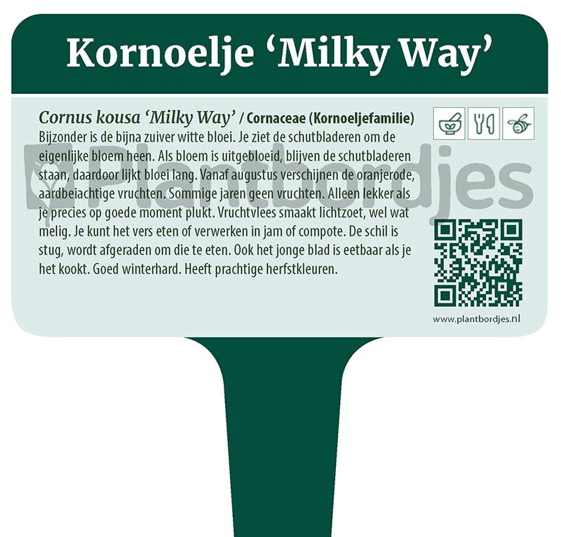 Kornoelje_MilkyWay.pf1 Kornoelje 'Milky Way'