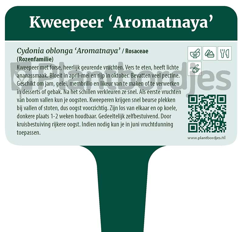 Kweepeer_Aromatnaya.pf1 Kweepeer 'Aromatnaya'