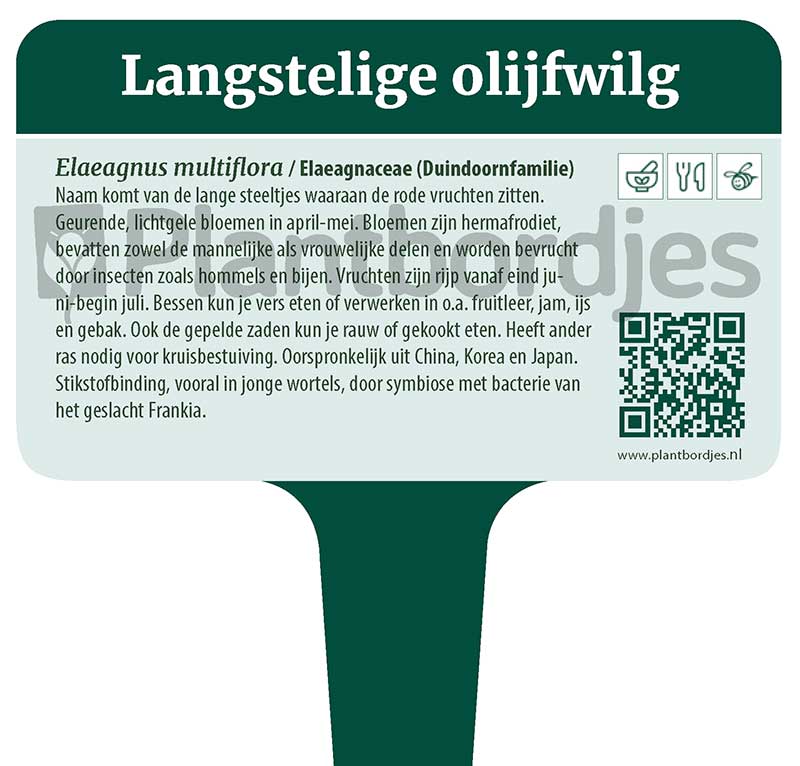 Langstelige_Olijfwilg.pf1 Langstelige olijfwilg
