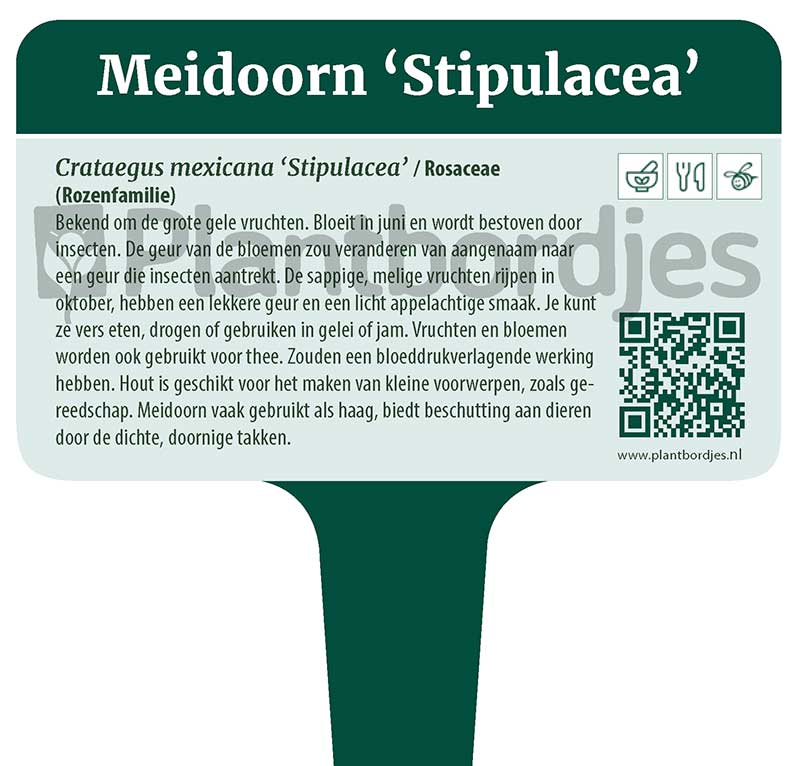 Meidoorn_Stipulacea.pf1 Meidoorn 'Stipulacea'