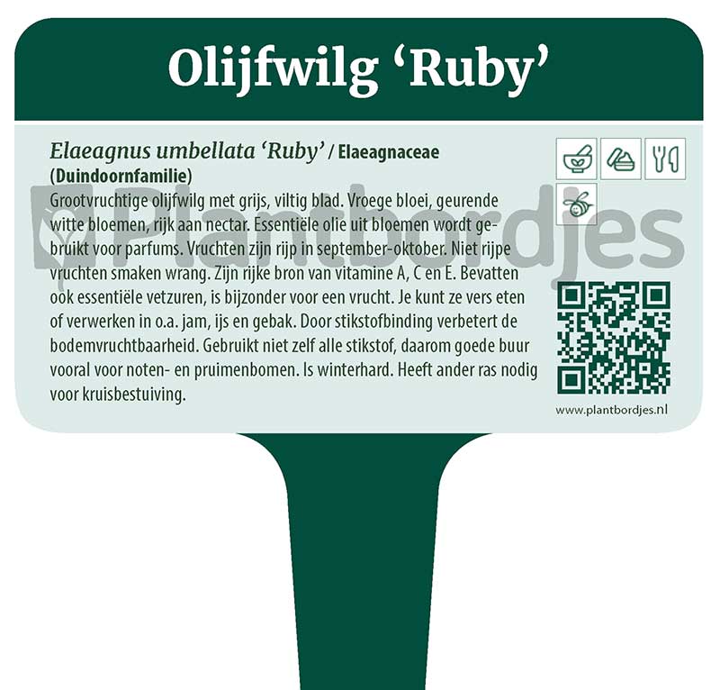 Olijfwilg_Ruby.pf1 Olijfwilg 'Ruby'