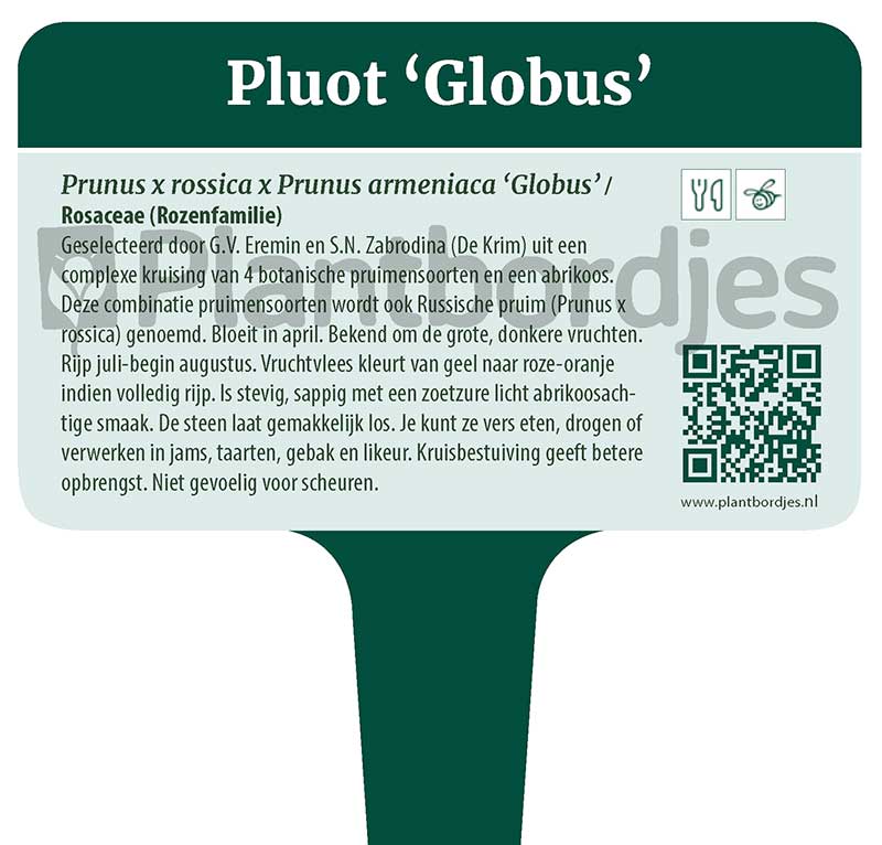 Pluot_Globus.pf1 Pluot 'Globus'
