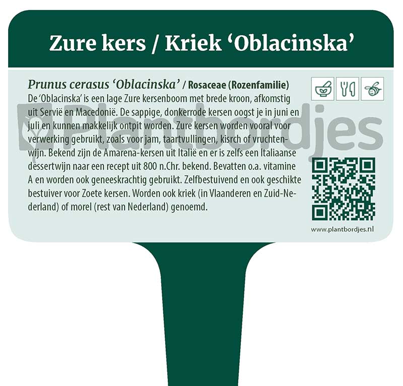 ZureKersKriek_Oblacinska.pf1 Zure kers / Kriek 'Oblacinska'
