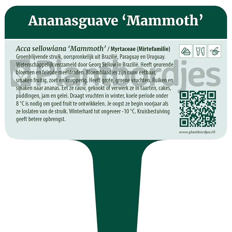 Plantbordjes-MS_WEB_trim_Pagina_05 Ananasguave 'Mammoth'
