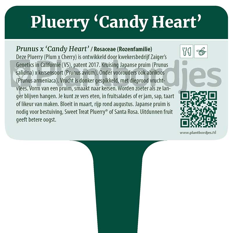 Pluerry™ 'Candy Heart'