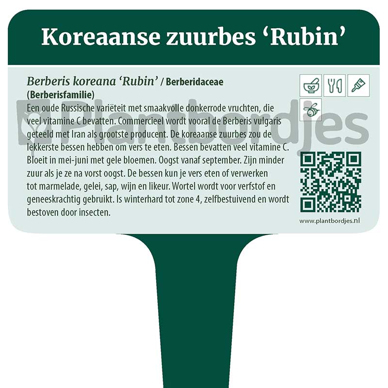Koreaanse Zuurbes 'Rubin'
