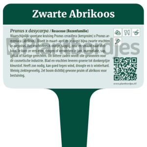Zwarte Abrikoos